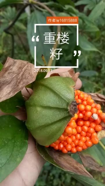 四川重楼白芨种植 伟哥的主页